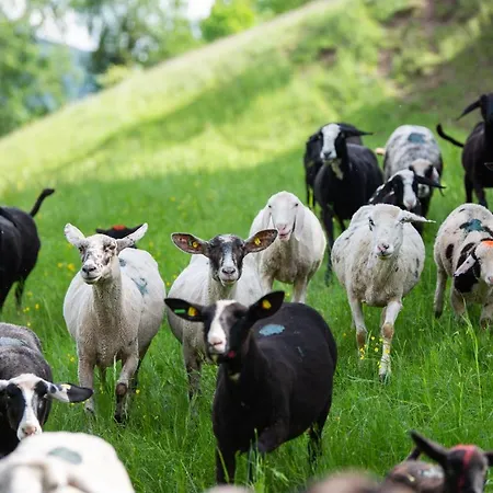 公寓 Hansbauer Appartments