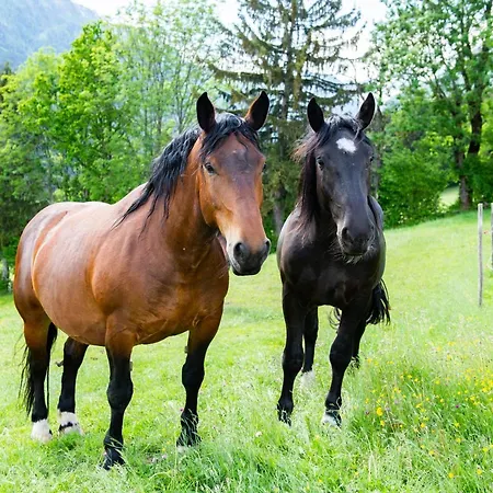 Hansbauer Appartments * Gmünd
