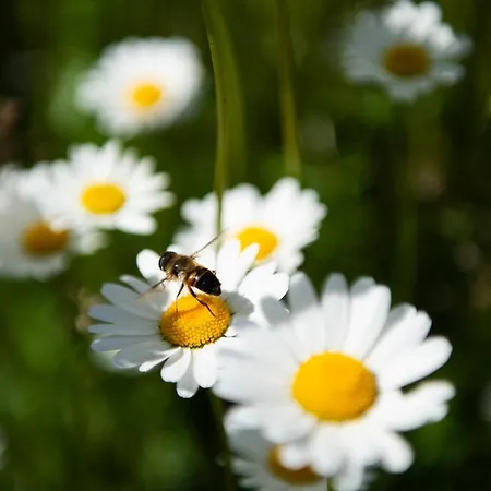 Hansbauer Appartments Lägenhet