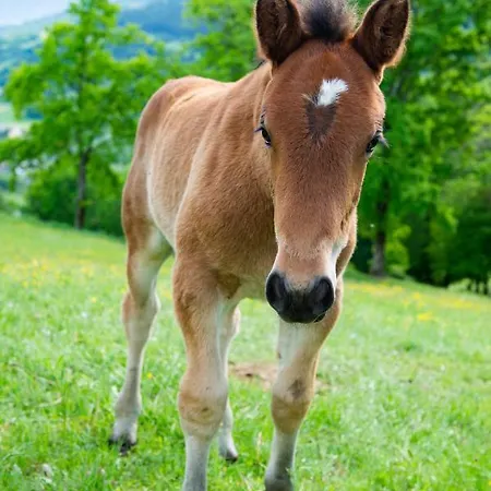 公寓 Hansbauer Appartments Gmünd
