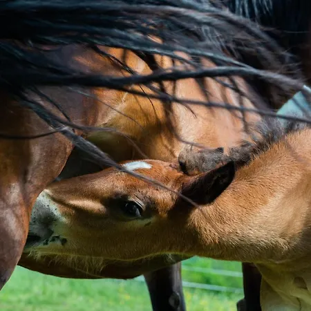 Hansbauer Appartments *