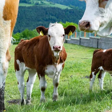 Hansbauer Appartments Lägenhet *