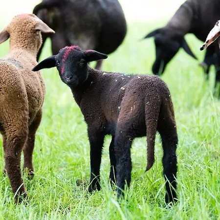 Appartement Hansbauer Appartments *