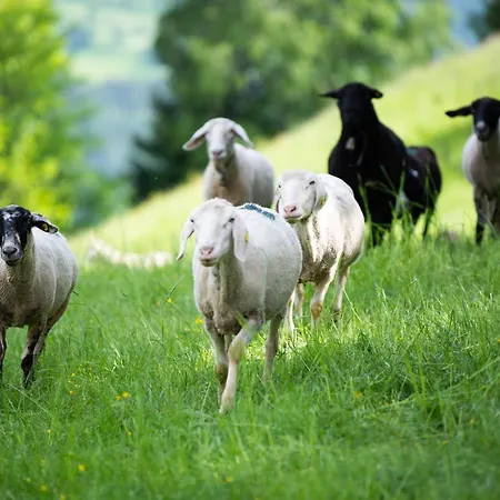 Hansbauer Appartments Appartement Gmünd