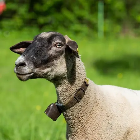 Hansbauer Appartments 公寓 *