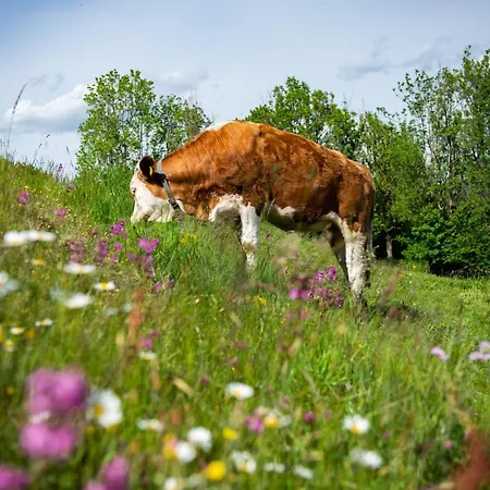 Lägenhet Hansbauer Appartments Gmünd