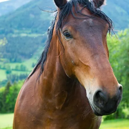 Hansbauer Appartments