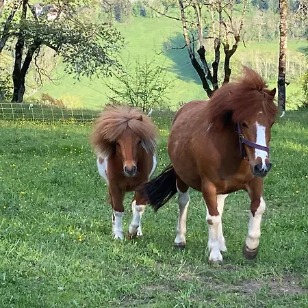 Apartment Hansbauer Appartments *