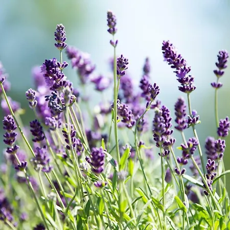 Hansbauer Appartments Appartement *