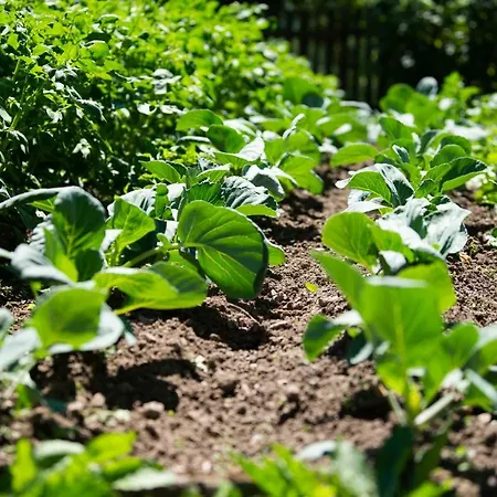 Hansbauer Appartments