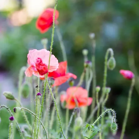 Hansbauer Appartments Gmünd