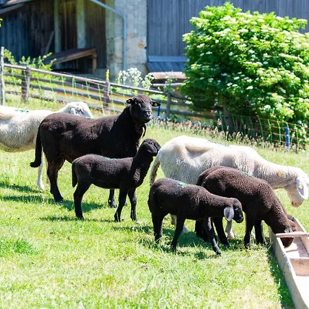 Hansbauer Appartments Gmünd