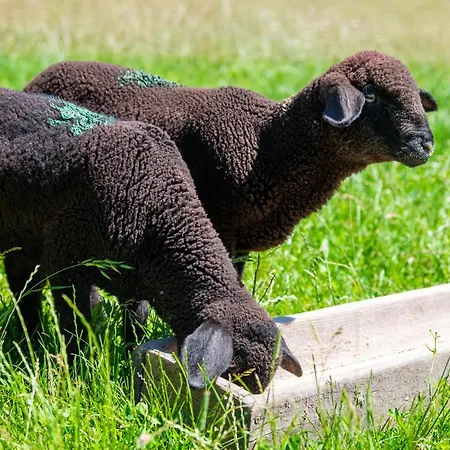 Hansbauer Appartments Lägenhet