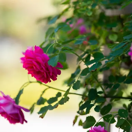 Hansbauer Appartments Appartement